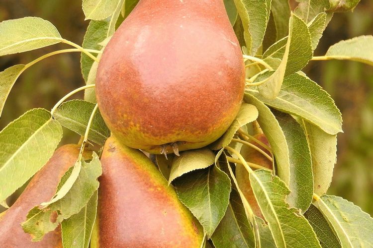 Golden Spice Pear