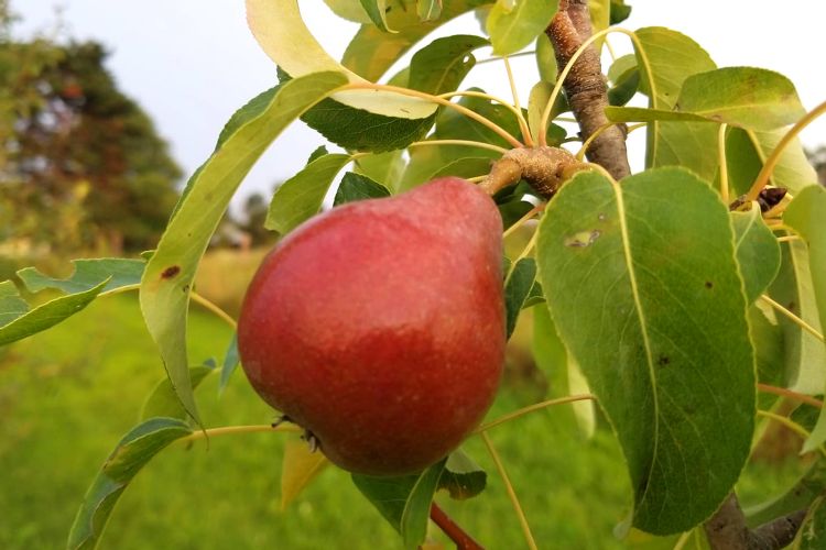 Summercrisp Pear