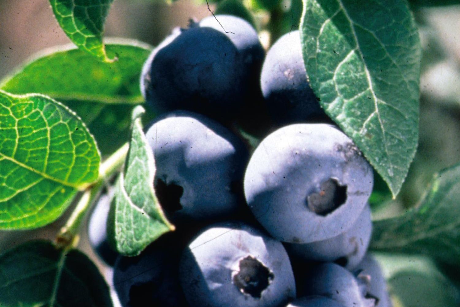 Blueberry Chippewa Albrecht s Nursery Orchard